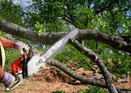 Best Tree and Shrub Care  in Fuller Heights, FL